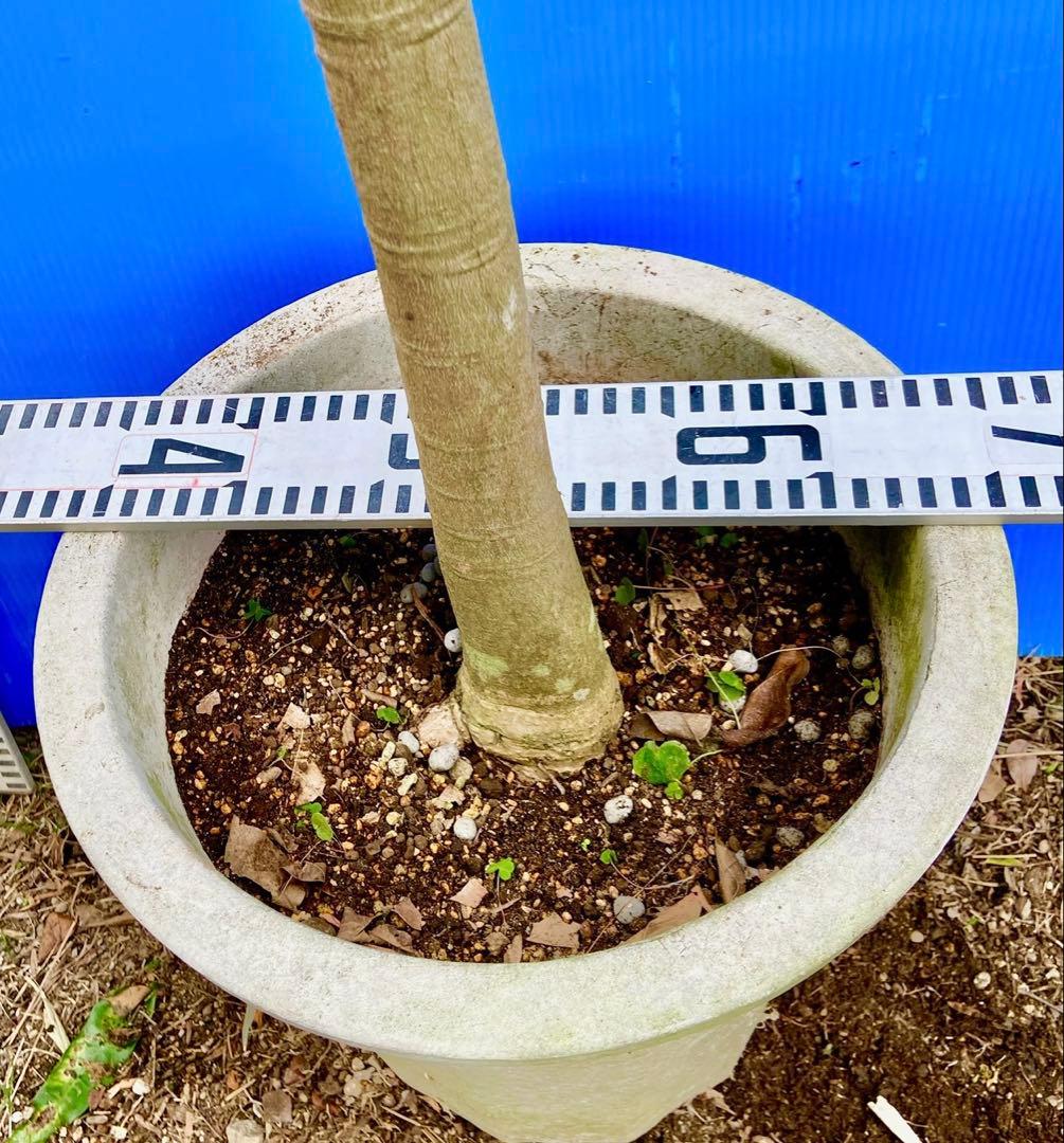 40ヤマシタマンゴー 耐寒性