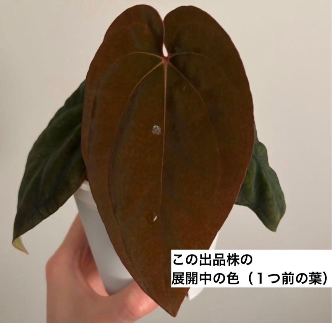 アンスリウムBVEP Anthurium（antolakii）Tezula実生