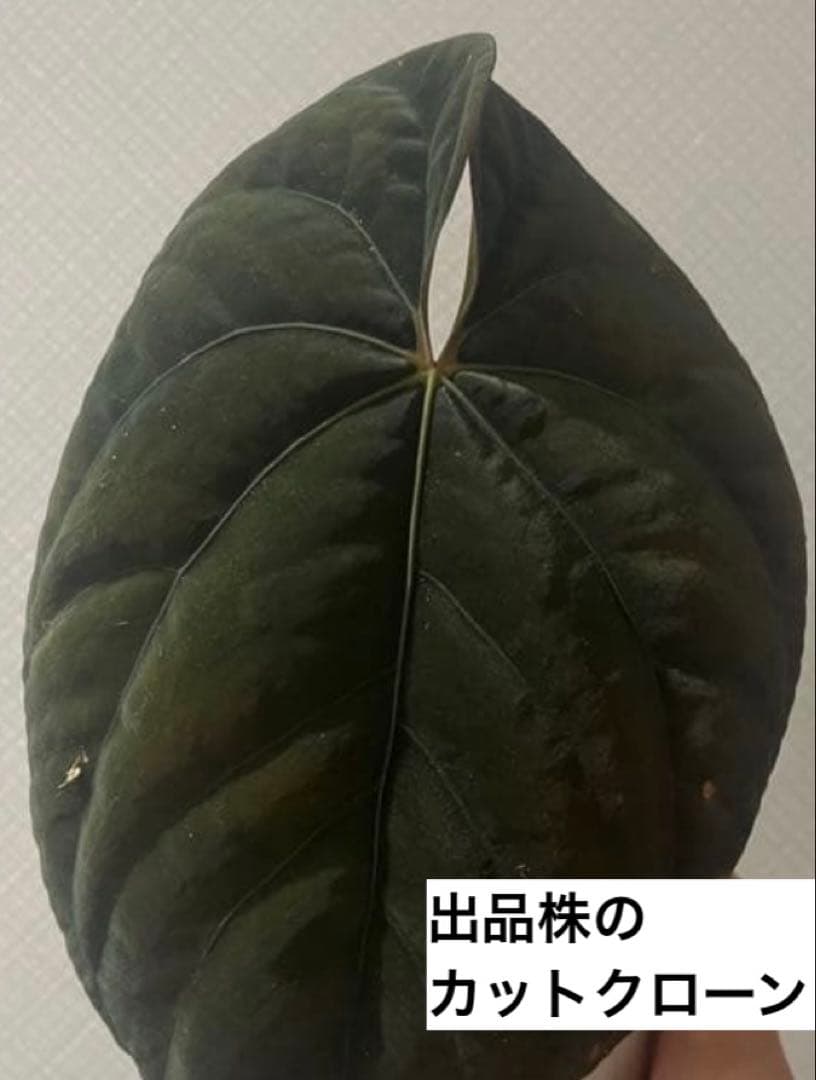 アンスリウムBVEP Anthurium（antolakii）Tezula実生