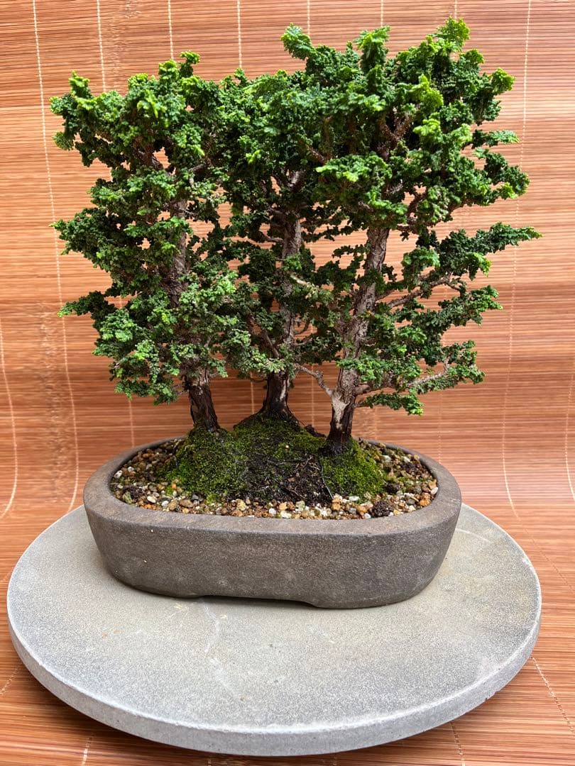※お値打ち※ 特別　格安　石化檜【盆栽】三幹　檜　黒松　真柏　BONSAI