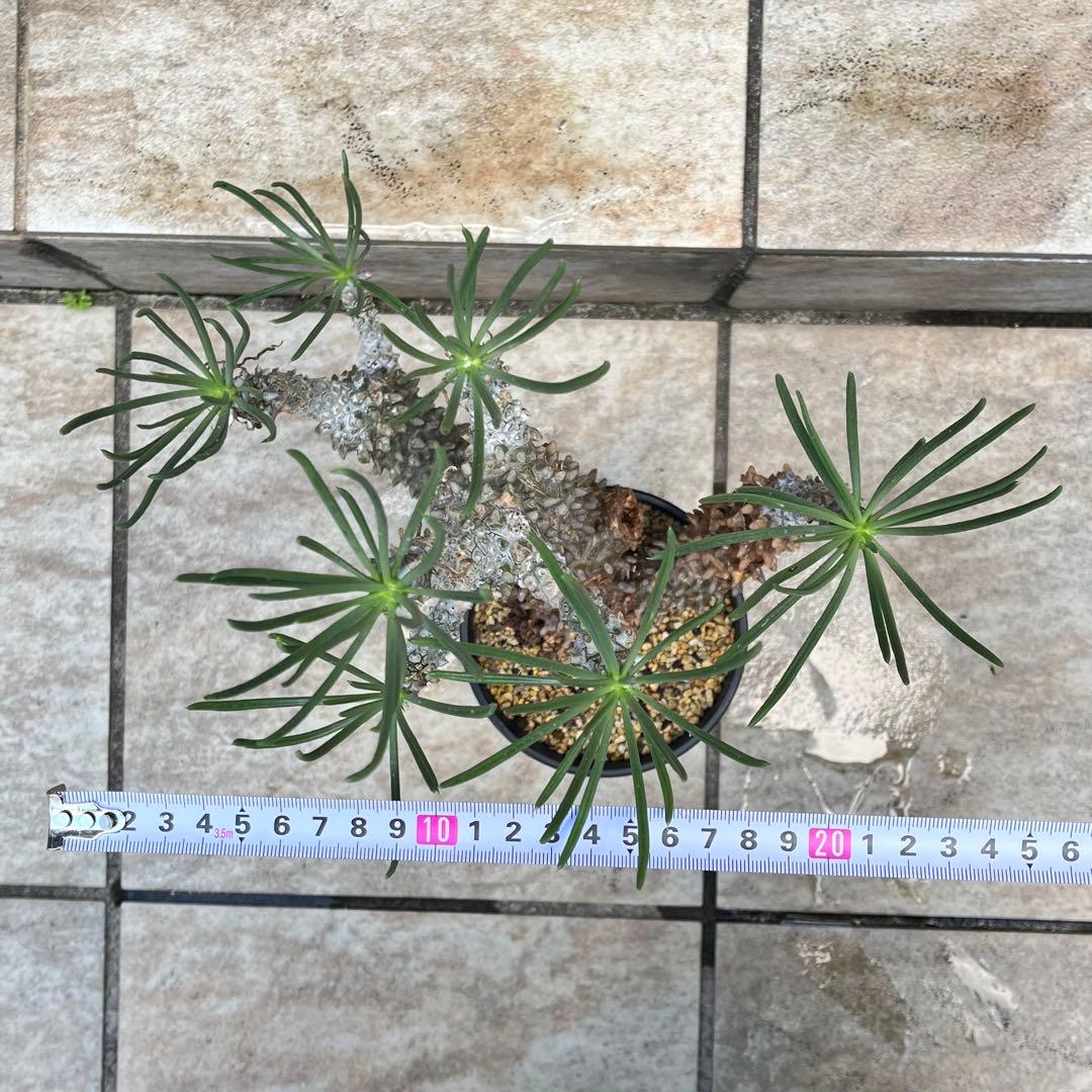 【セール】チレコドン　ワリチー　No.001　鉢、送料込　メルカリ便