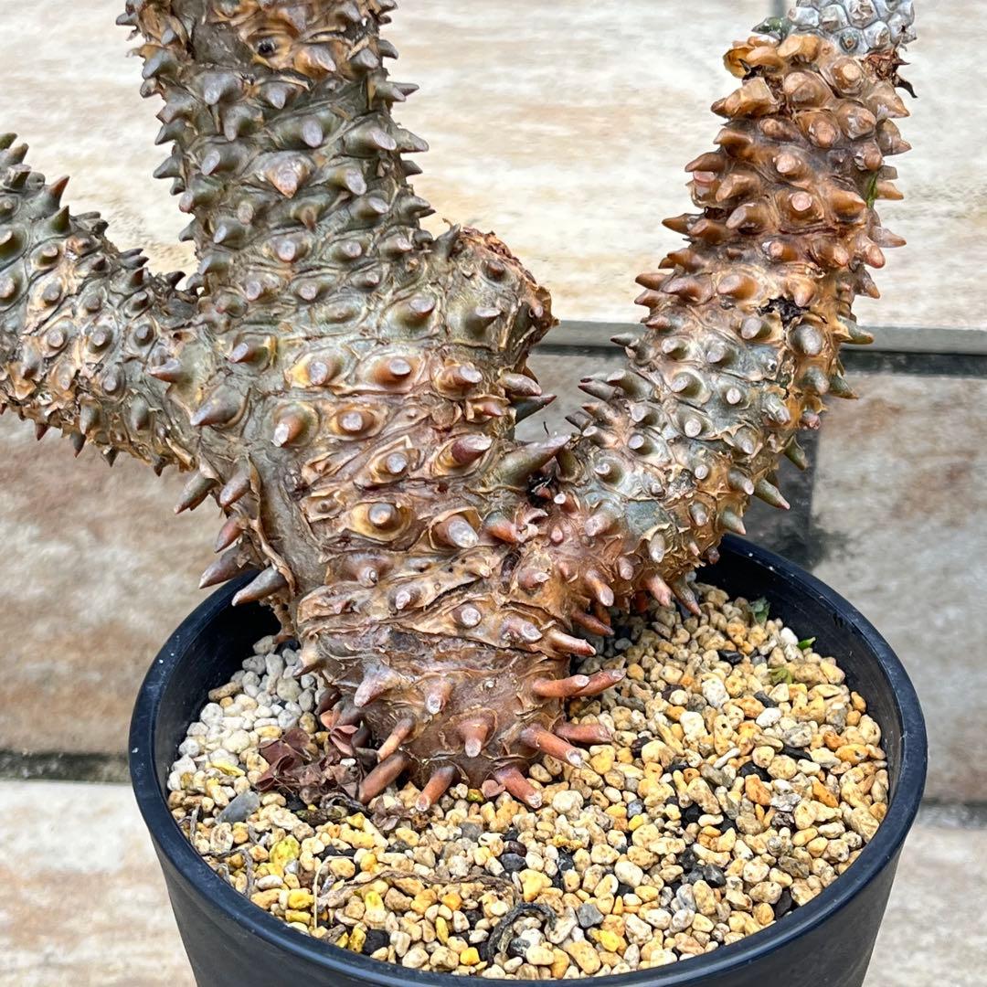 【セール】チレコドン　ワリチー　No.001　鉢、送料込　メルカリ便