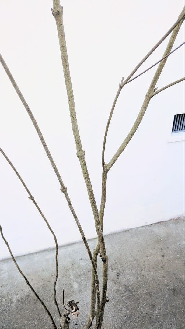 シルエット抜群。山採りドウダンツツジ。