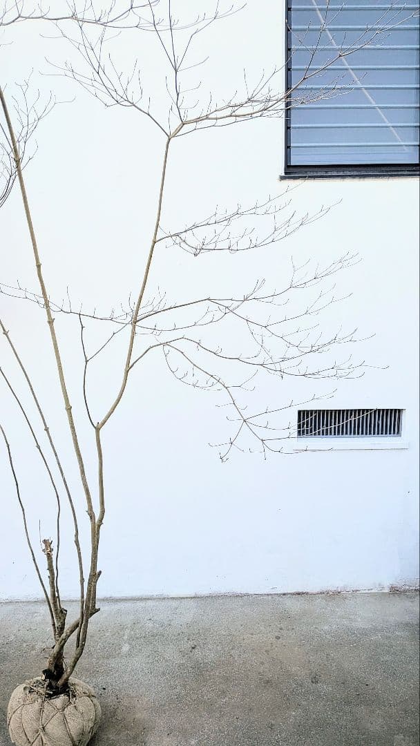 シルエット抜群。山採りドウダンツツジ。