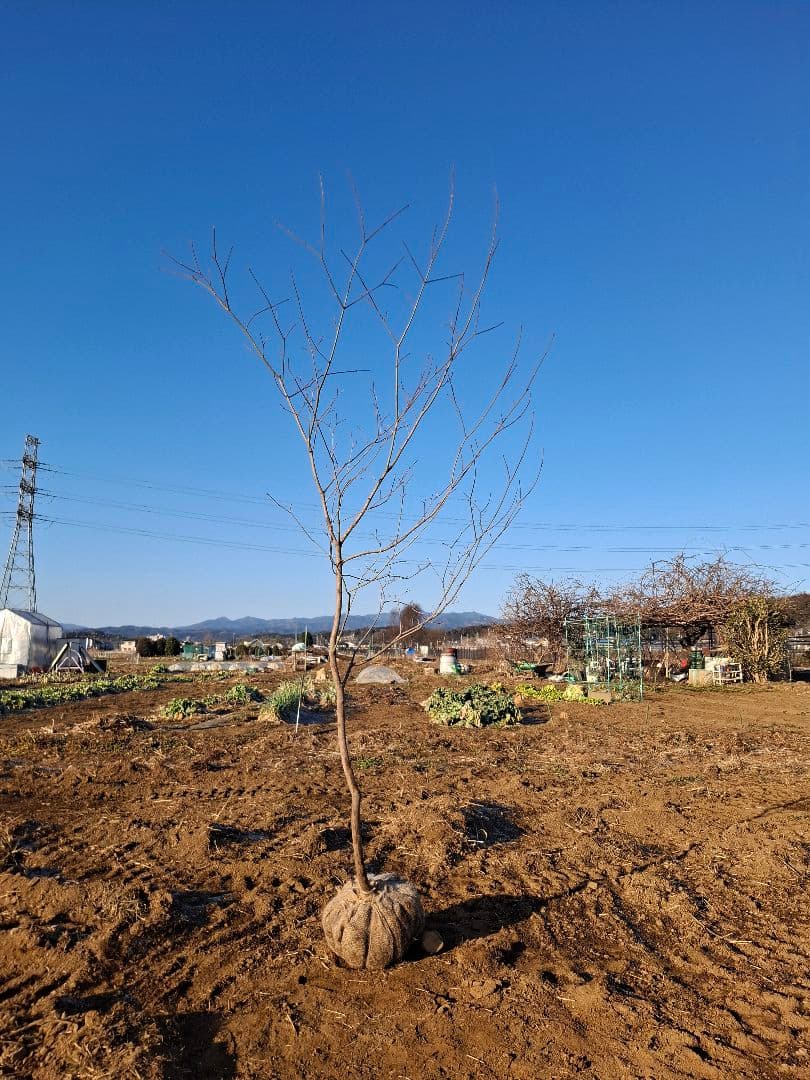 ハウチワカエデ　山彩り　雑木　－－アオダモ、アオハダ、モミジ、カエデーー