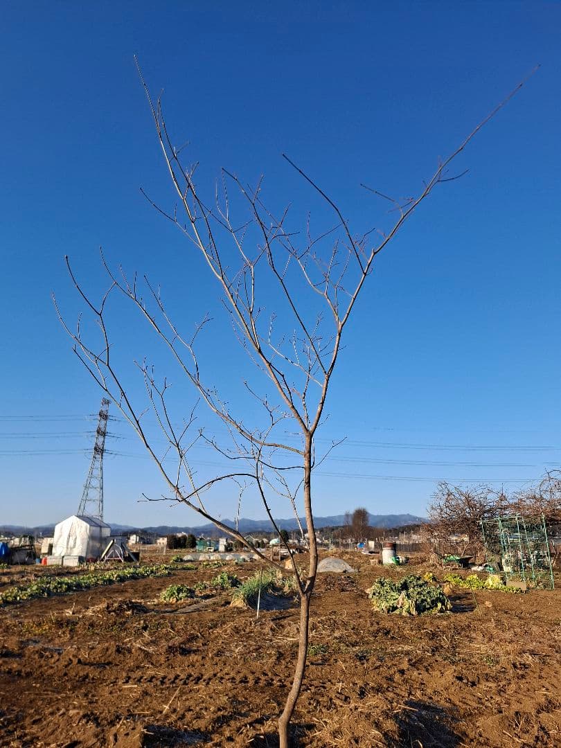 ハウチワカエデ　山彩り　雑木　－－アオダモ、アオハダ、モミジ、カエデーー