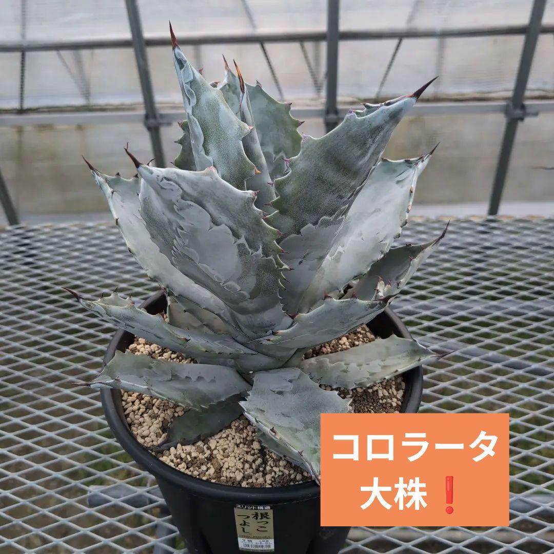 アガベ　コロラータ　大株　鉢ごと発送