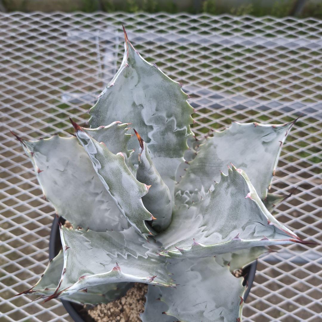 アガベ　コロラータ　大株　鉢ごと発送