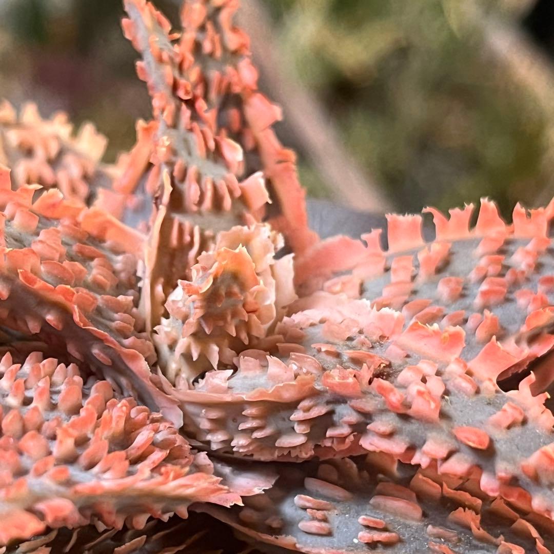 Aloe TCT Hybrid・親株・抜き苗