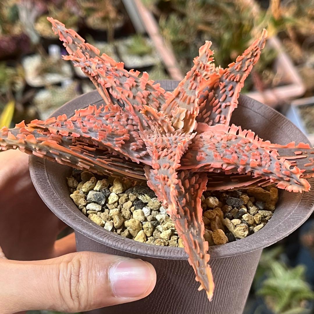 Aloe TCT Hybrid・親株・抜き苗