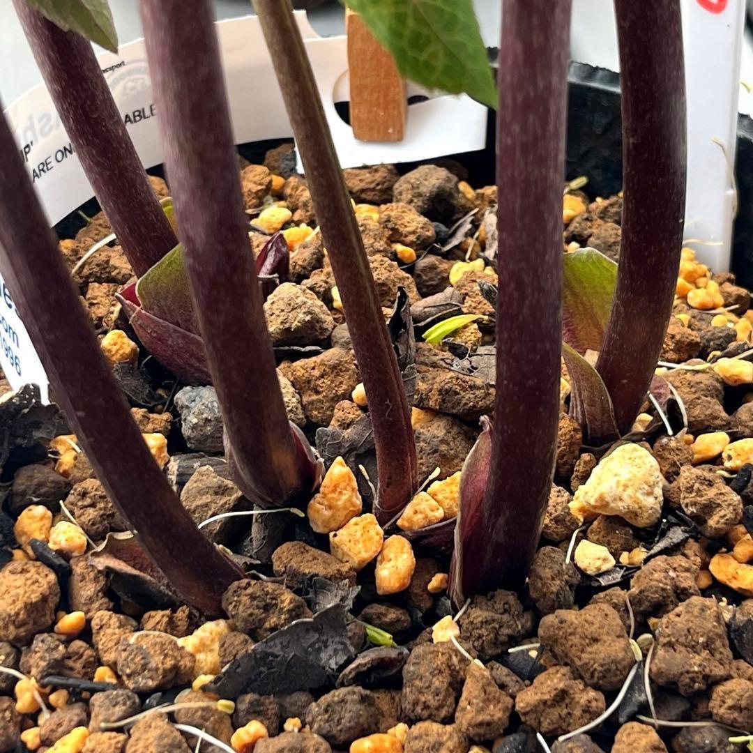 の*ん様 ☘️超特大☘️開花株❤️6号❤️根パンパン❤️610Ash【ATLAS