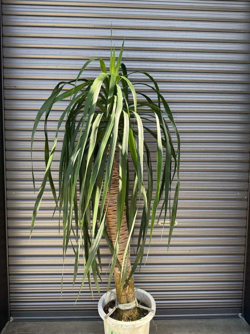 大型　ドラセナ ドラコ　Dracaena draco