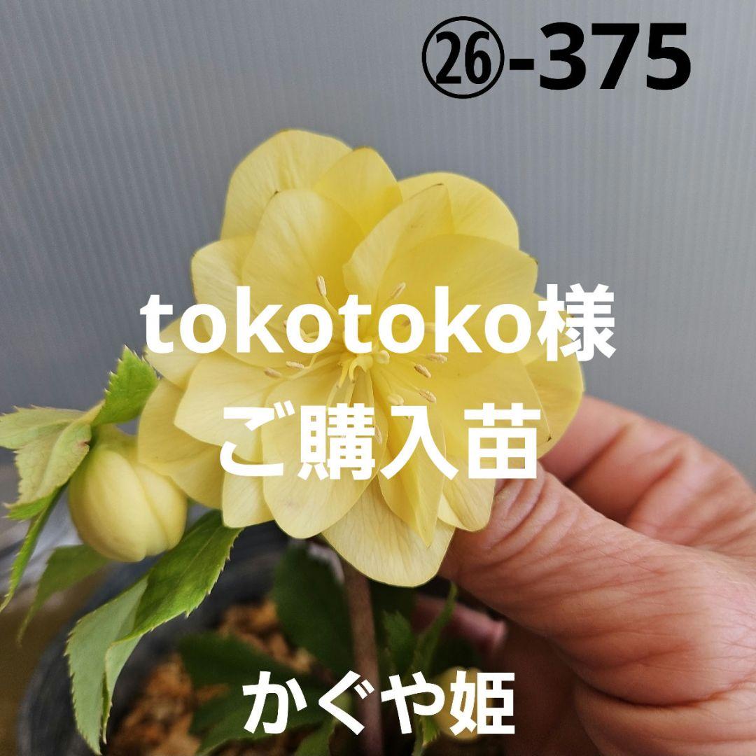 ★tokotoko様ご購入苗㉖-375㉖-382クリスマスローズ