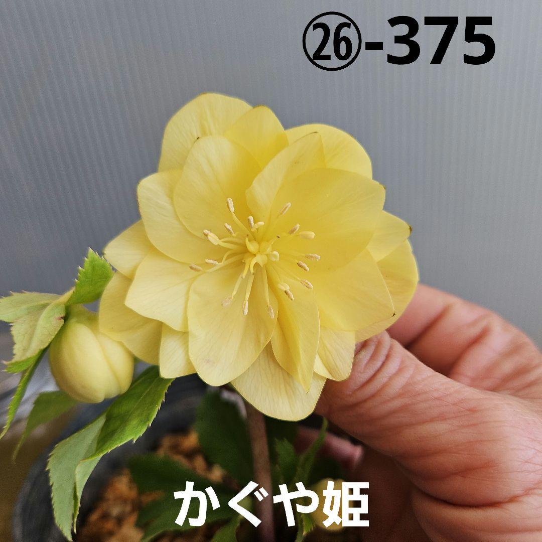 ★tokotoko様ご購入苗㉖-375㉖-382クリスマスローズ