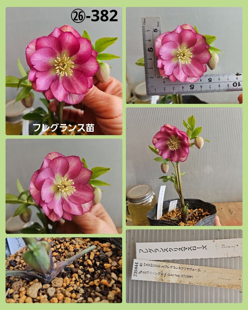 ★tokotoko様ご購入苗㉖-375㉖-382クリスマスローズ