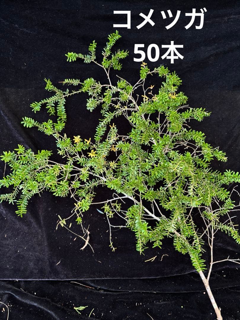 コメツガ　　　クリスマスリース