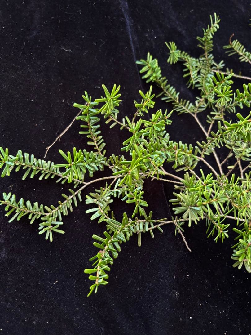 コメツガ　　　クリスマスリース