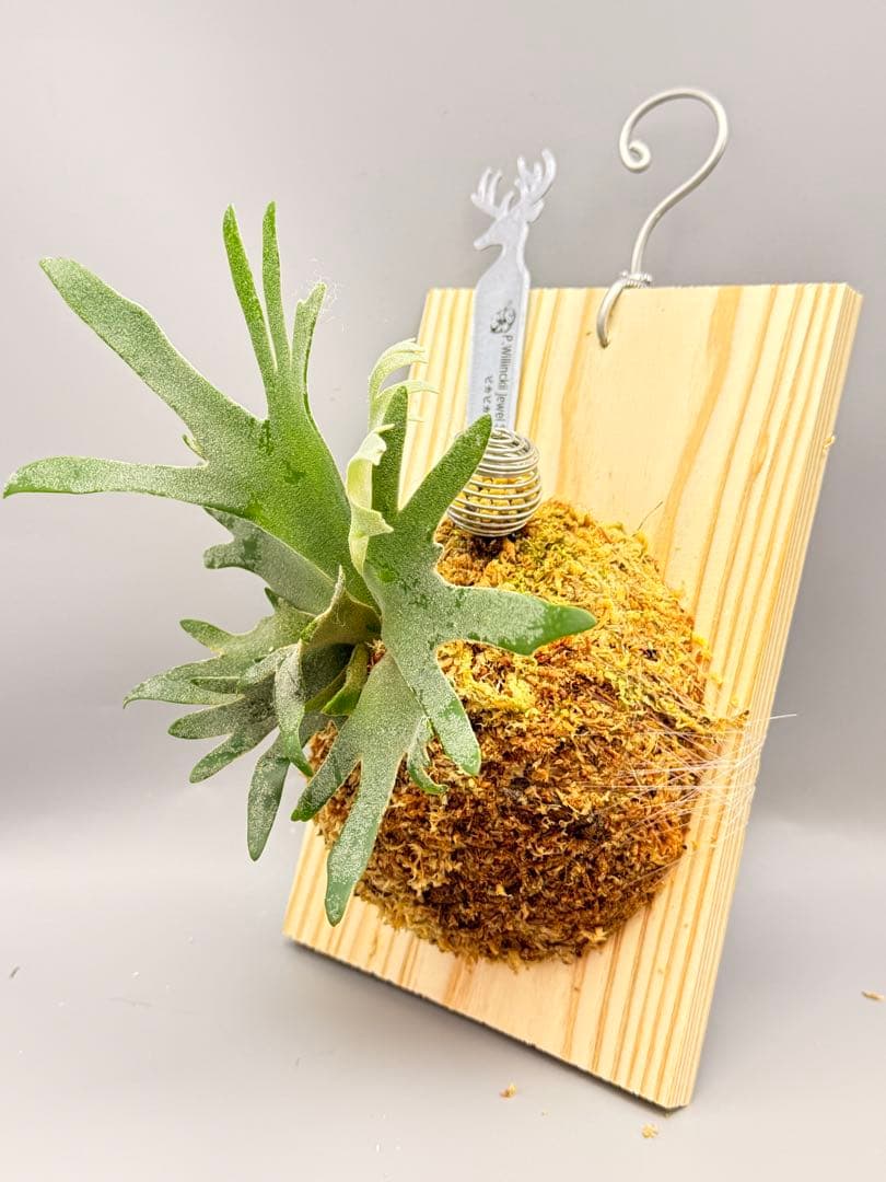 極大サイズ　ビカクシダ P.willinckii Jewel sporeling