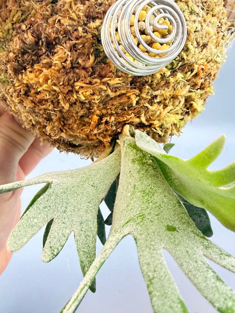 極大サイズ　ビカクシダ P.willinckii Jewel sporeling