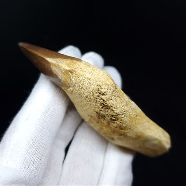 美品 歯根付き モササウルス 化石 本物 モロッコ産 80.09mm mos8