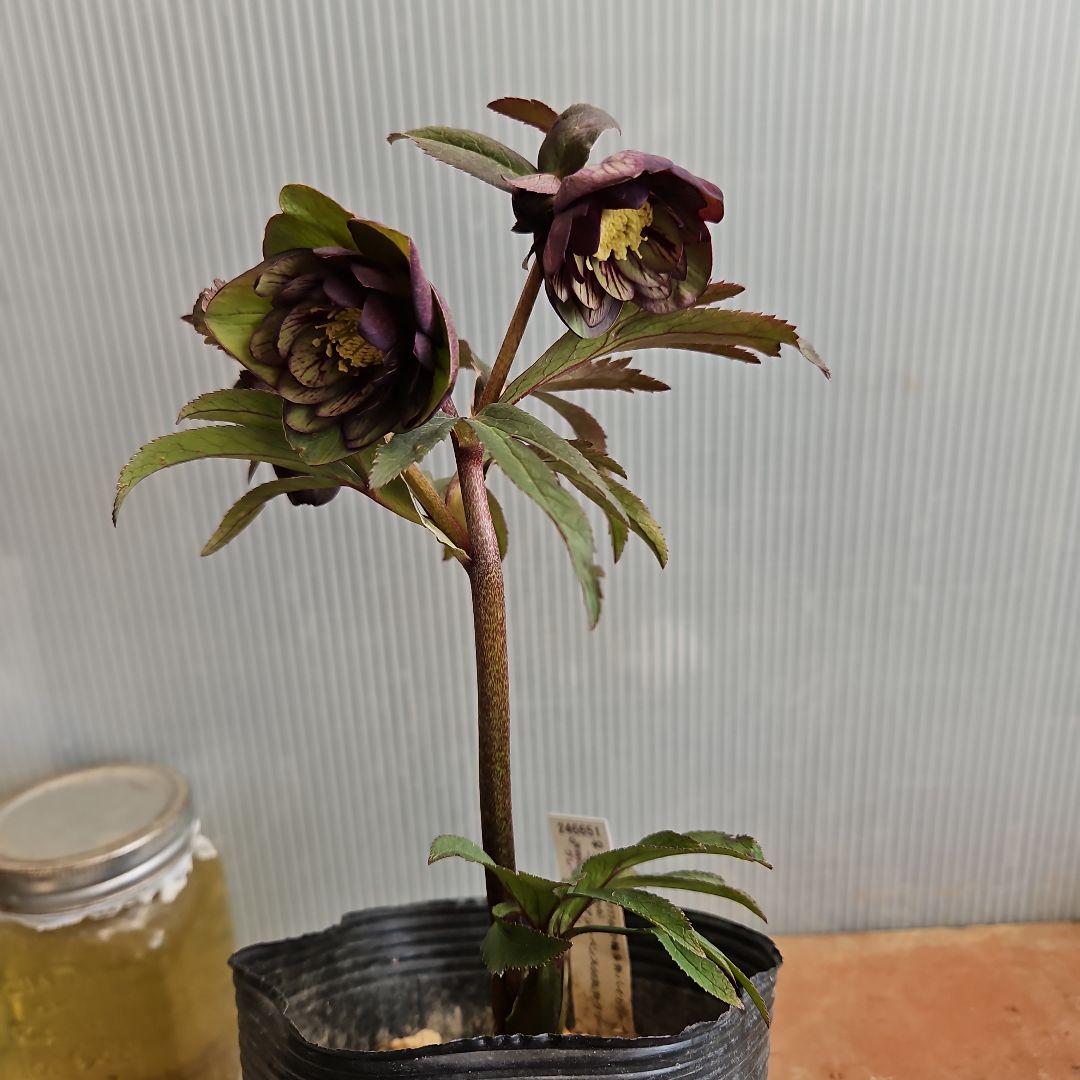 ペコ様ご購入苗㉖-261クリスマスローズ