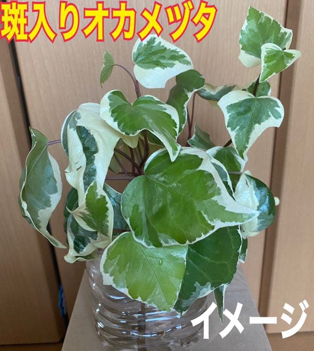 ⭐️専用⭐️観葉植物 斑入りオカメヅタ 新芽カット苗 5本 挿し穂 ガーデニング