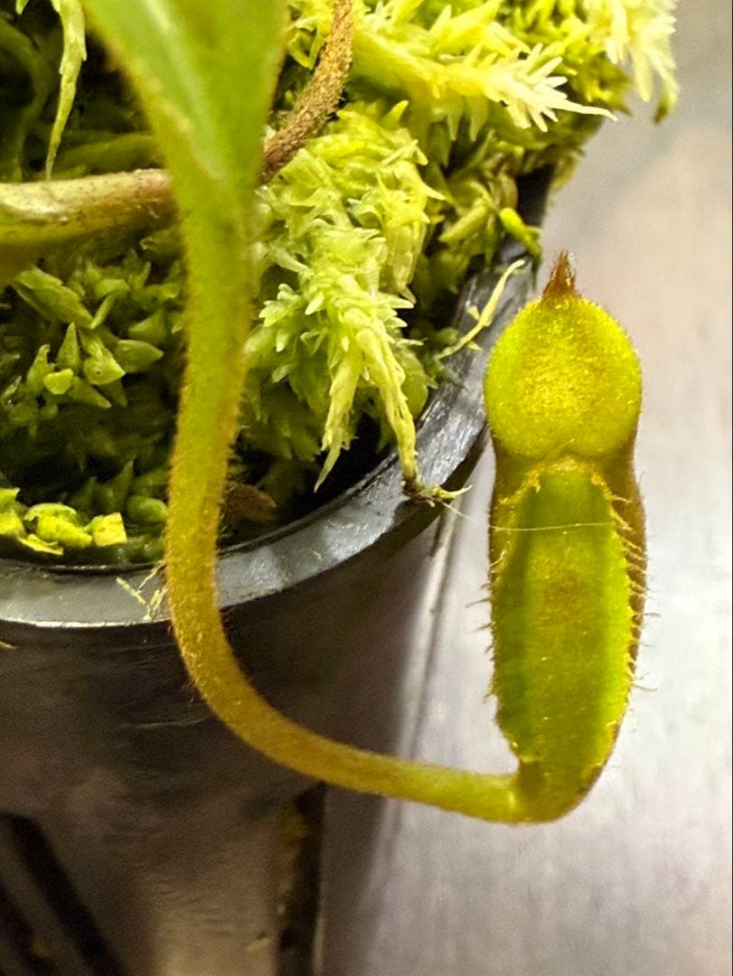 食虫植物N. xtrusmadensis AW clone:1