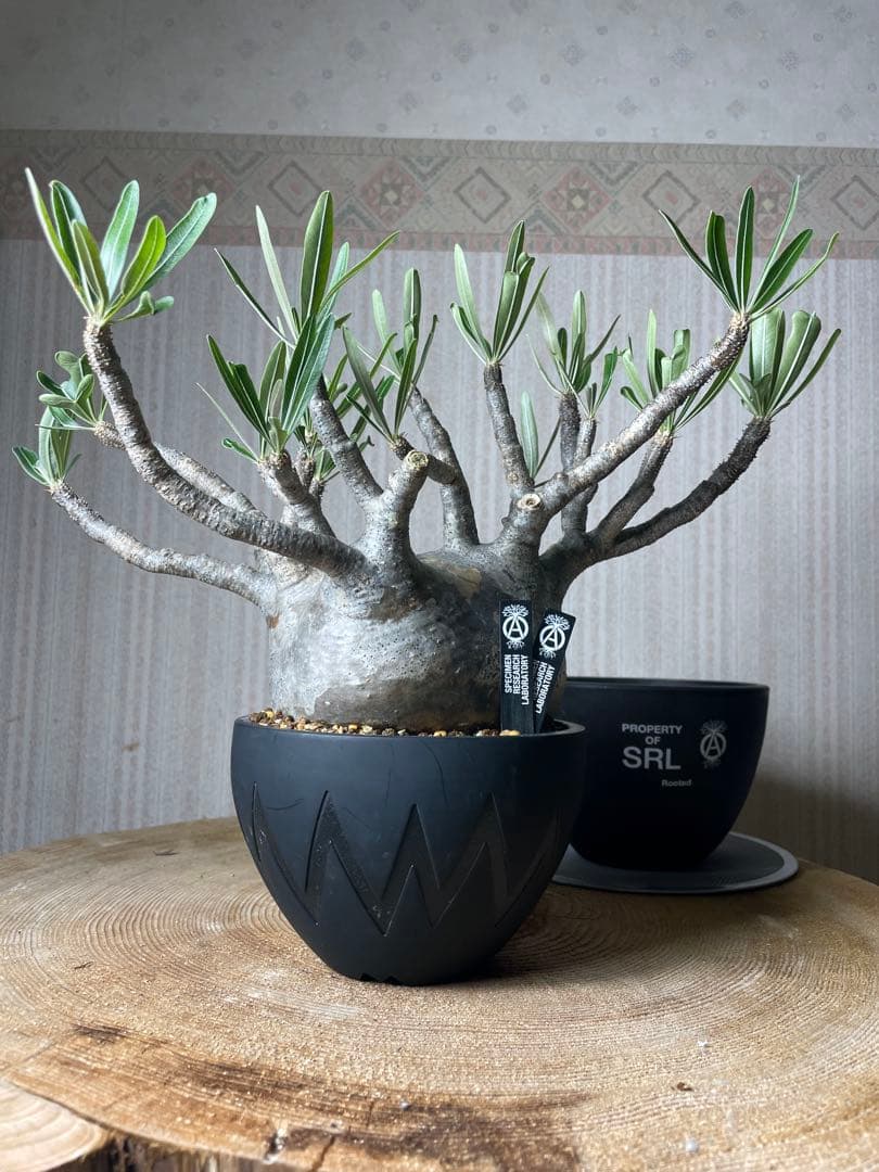 グラキリスSRLネイバーフッド鉢セット