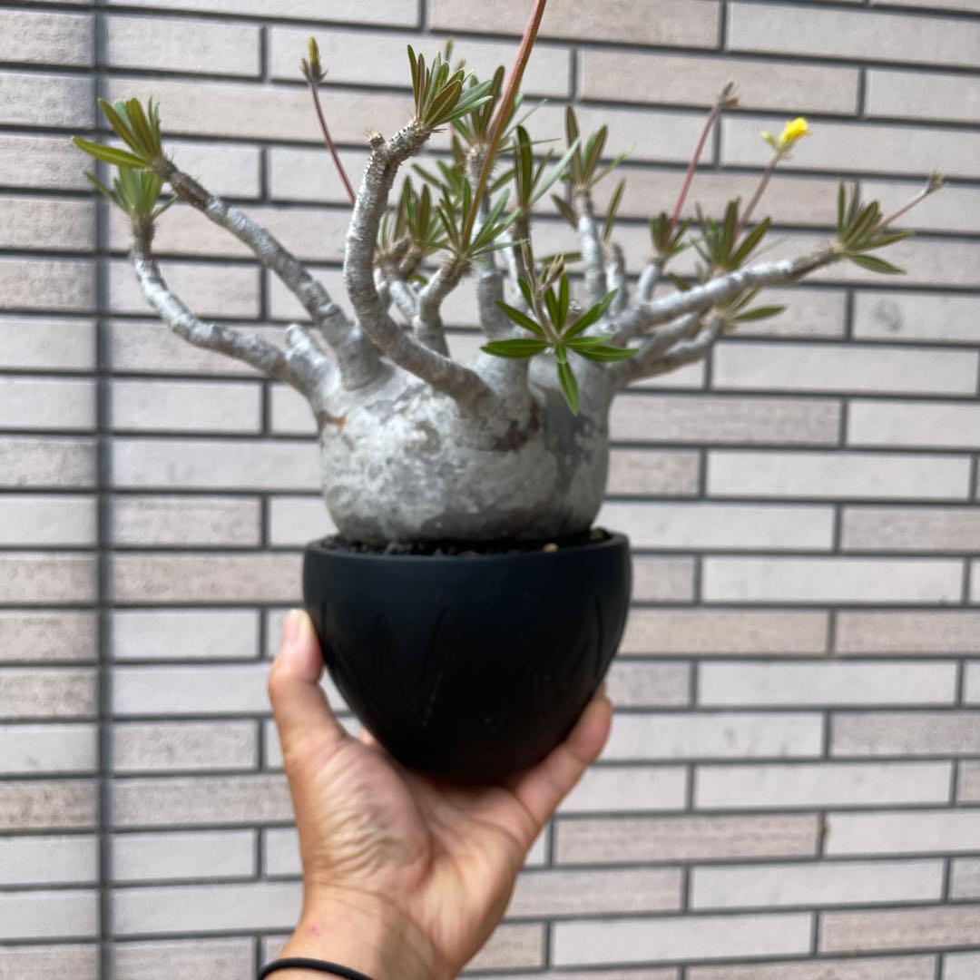 グラキリスSRLネイバーフッド鉢セット