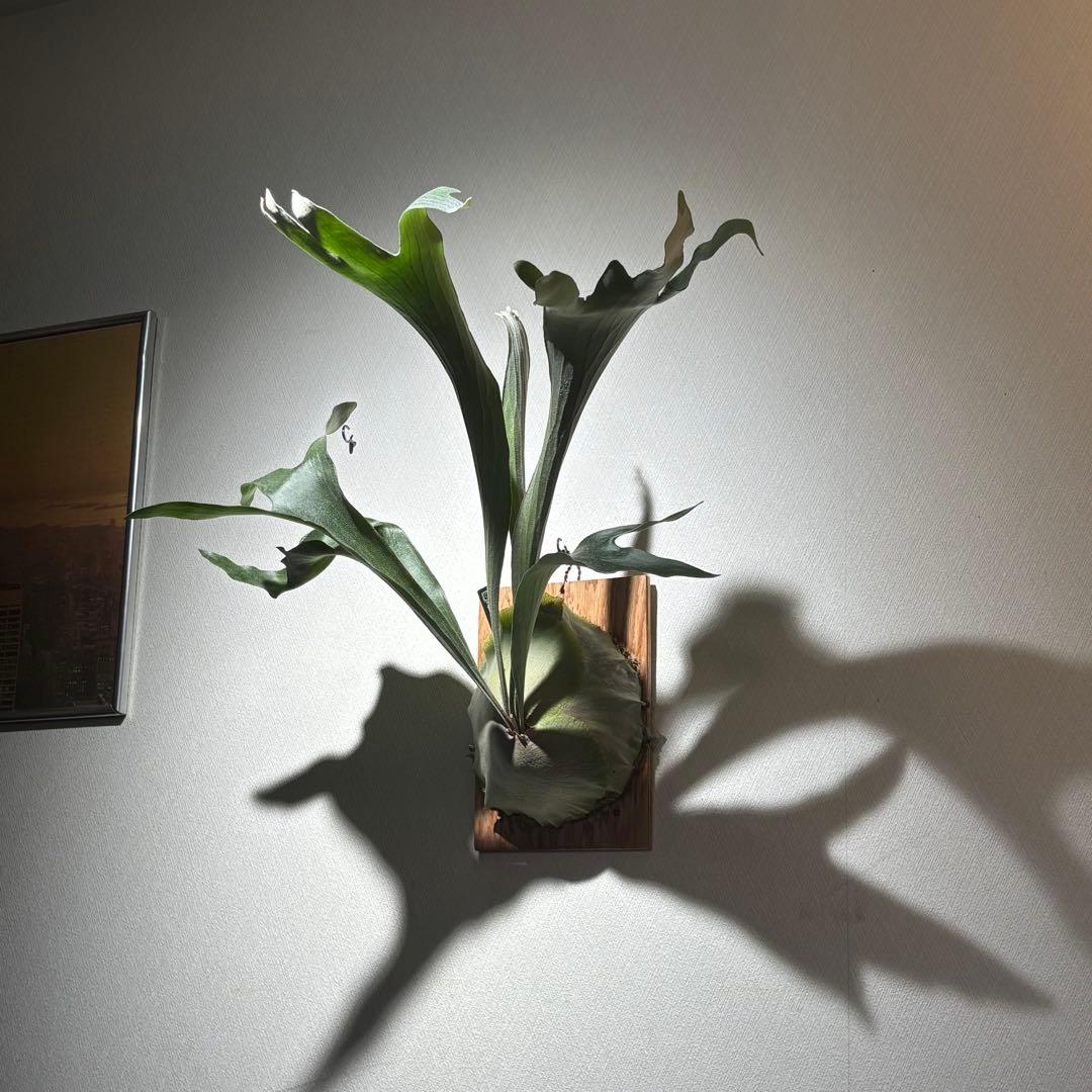 【calme＿様確認用】ネザーランド兄弟株