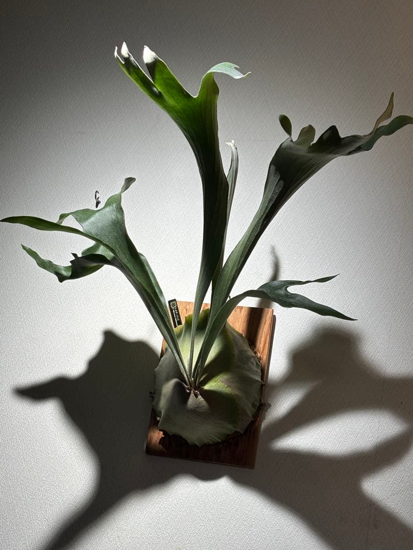 【calme＿様確認用】ネザーランド兄弟株