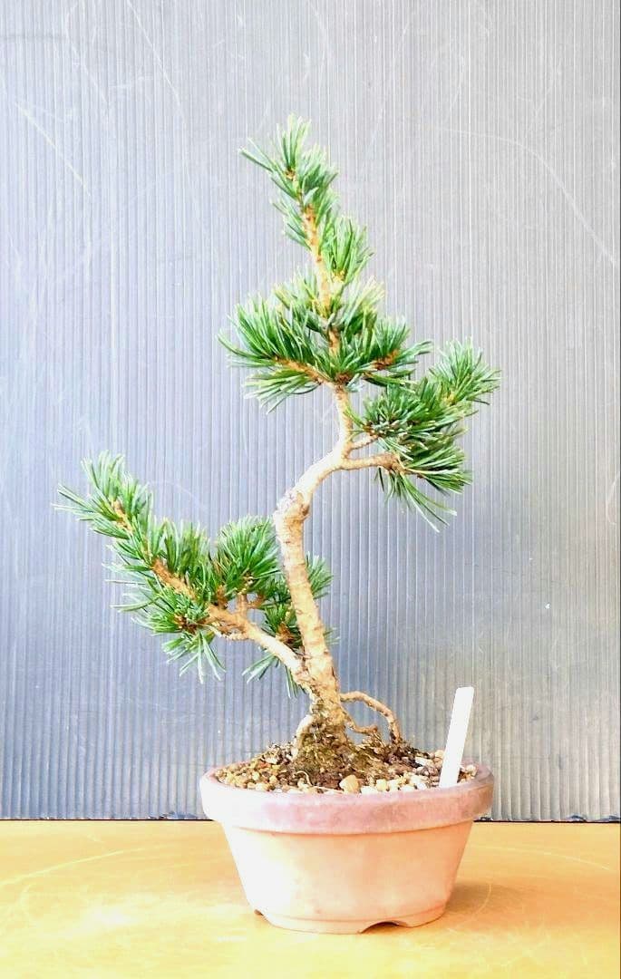 八房五葉松(茶臼)