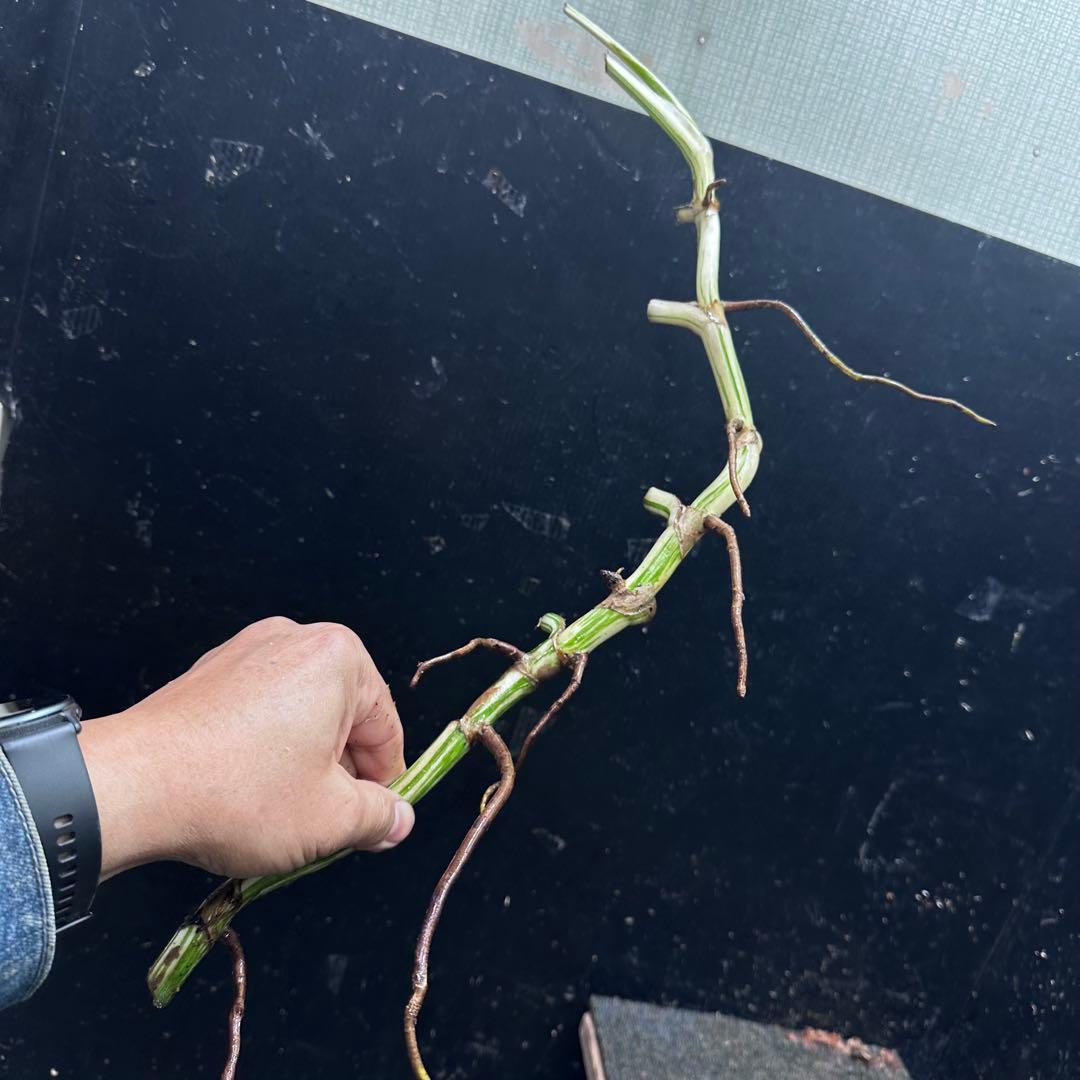 a*a様 斑入りモンステラホワイトタイガー大茎8株おまとめ