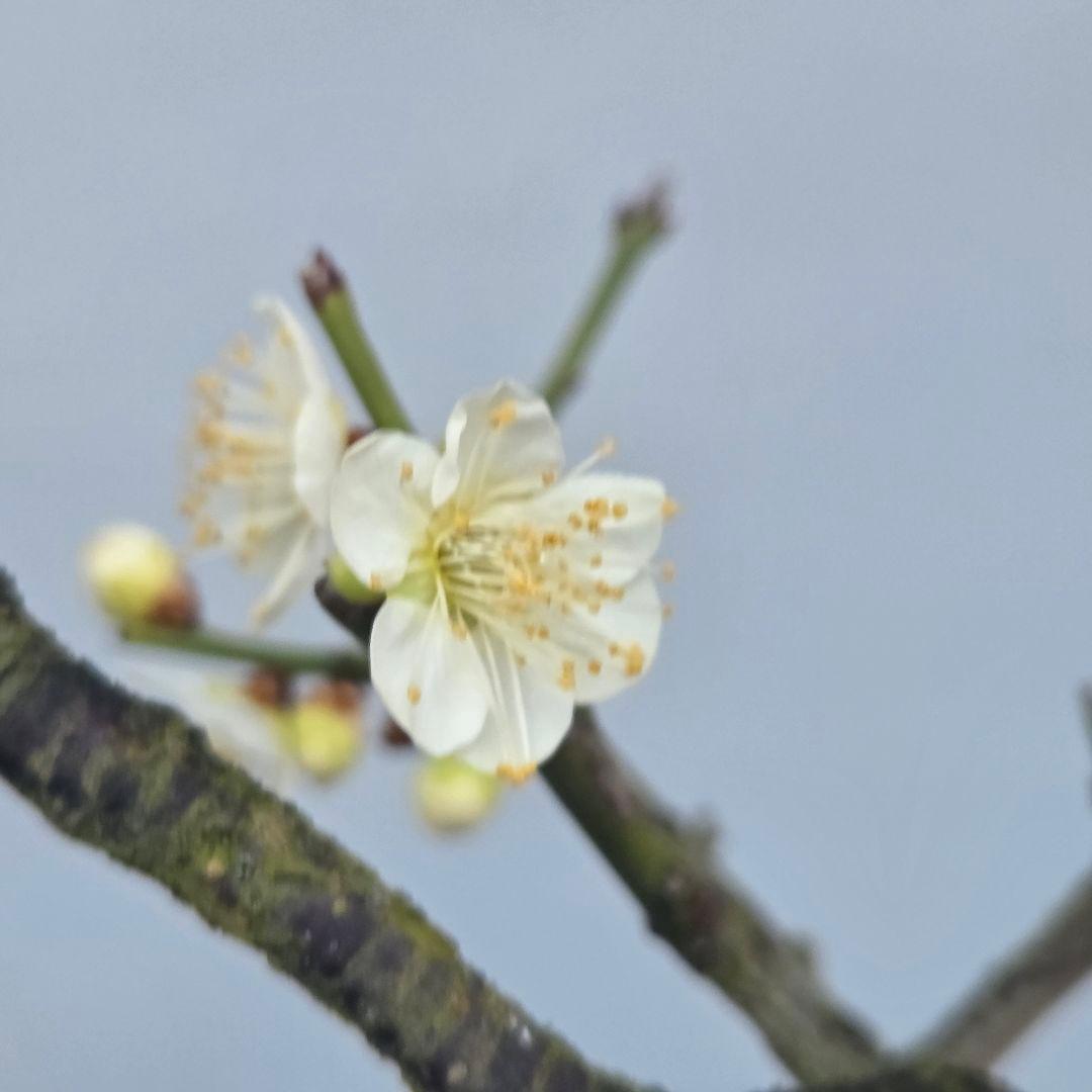 青軸野梅(一重緑萼.白花)　[文人風木]　大品盆栽　梅