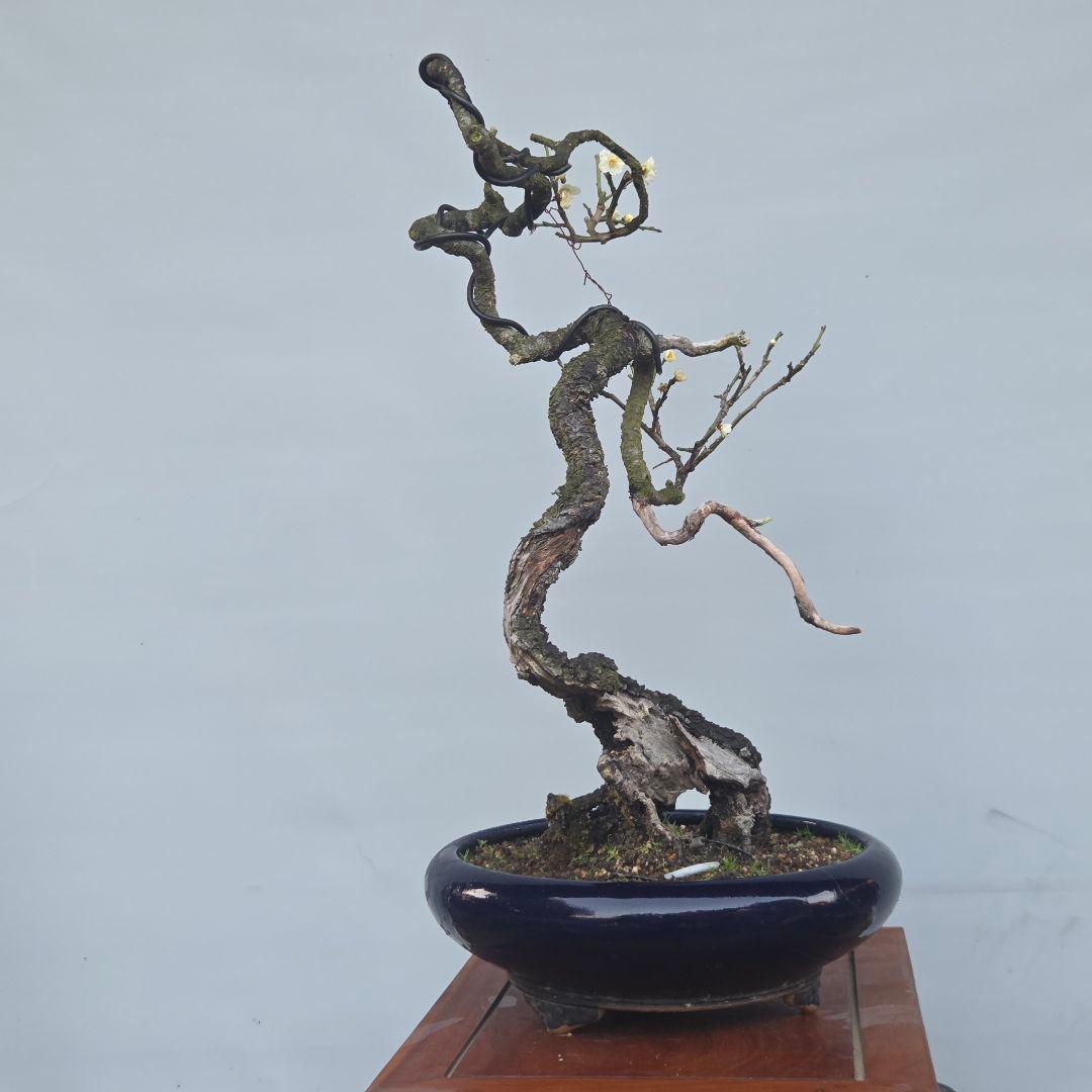 青軸野梅(一重緑萼.白花)　[文人風木]　大品盆栽　梅