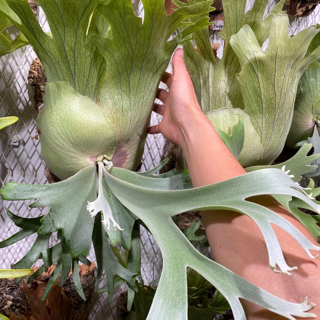 月光爪哇　ビカクシダ　観葉植物