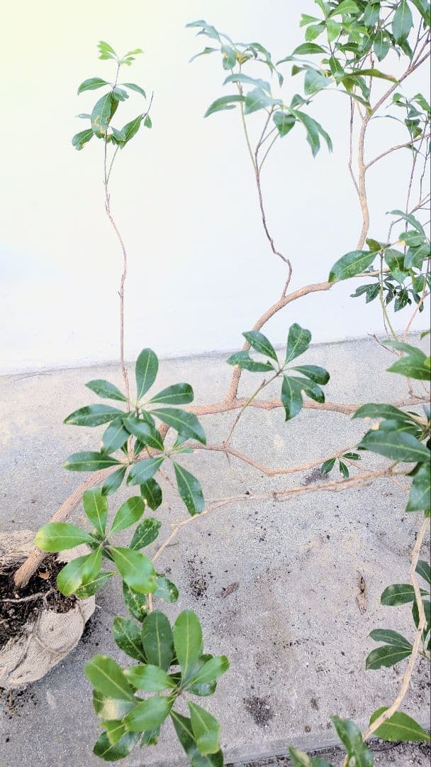 流れる美枝。山採りアセビ。