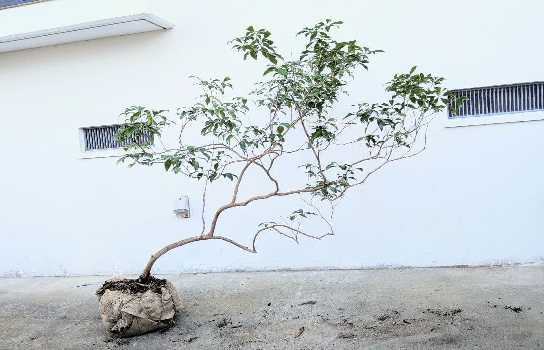 流れる美枝。山採りアセビ。