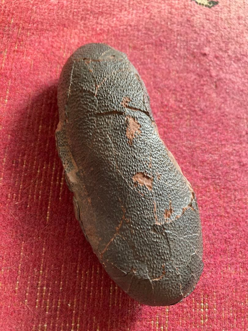 オビラプトル　卵　ハイクオリティ　化石　恐竜