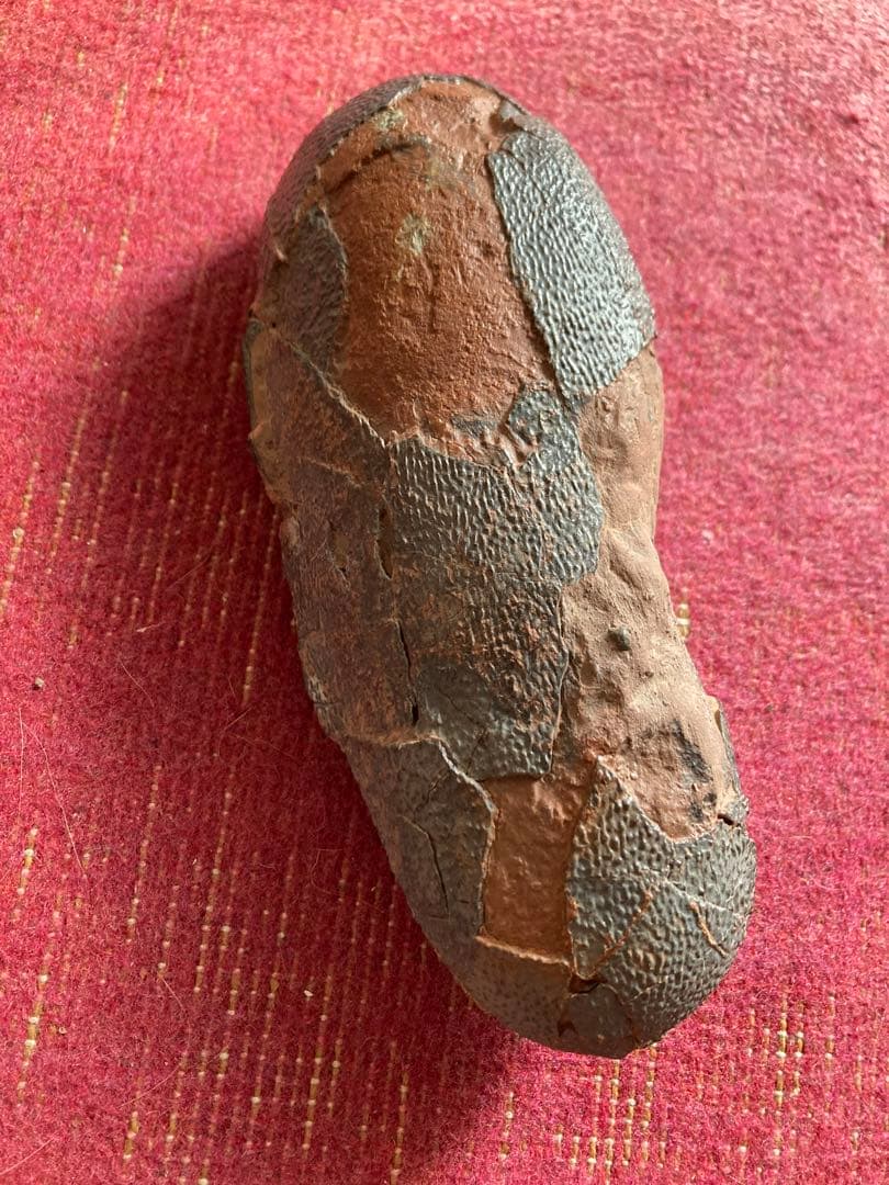 オビラプトル　卵　ハイクオリティ　化石　恐竜