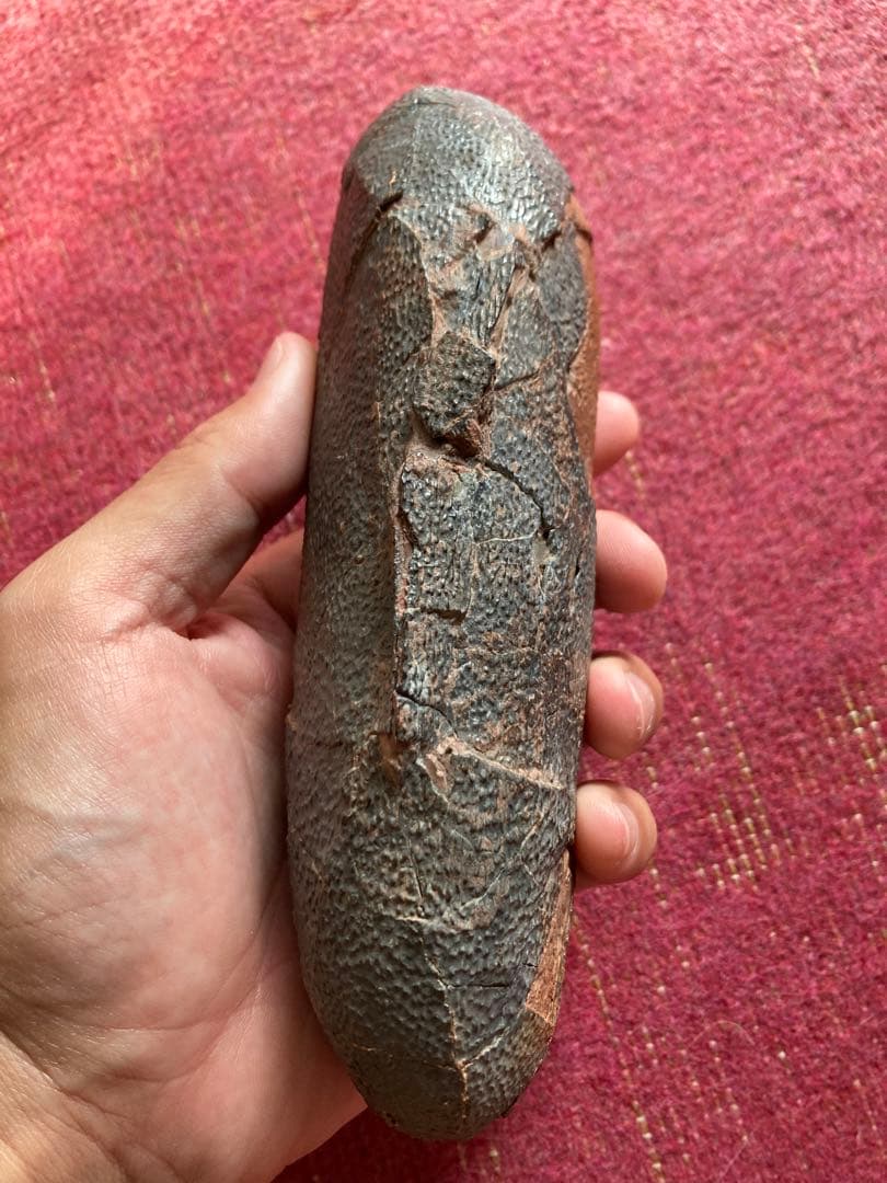 オビラプトル　卵　ハイクオリティ　化石　恐竜