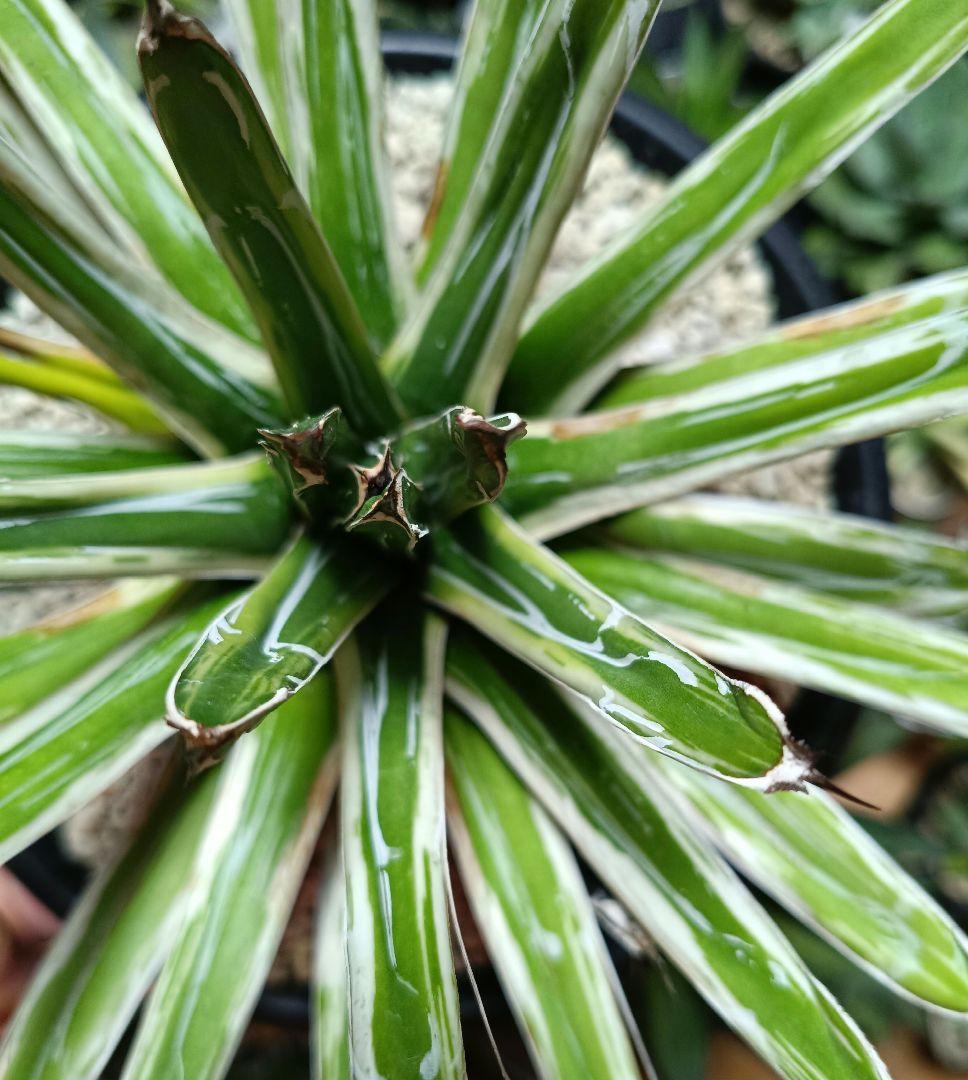 アガベ　笹の雪　極氷山　チタノタ　塊根植物　　パリー　オバティフォリア