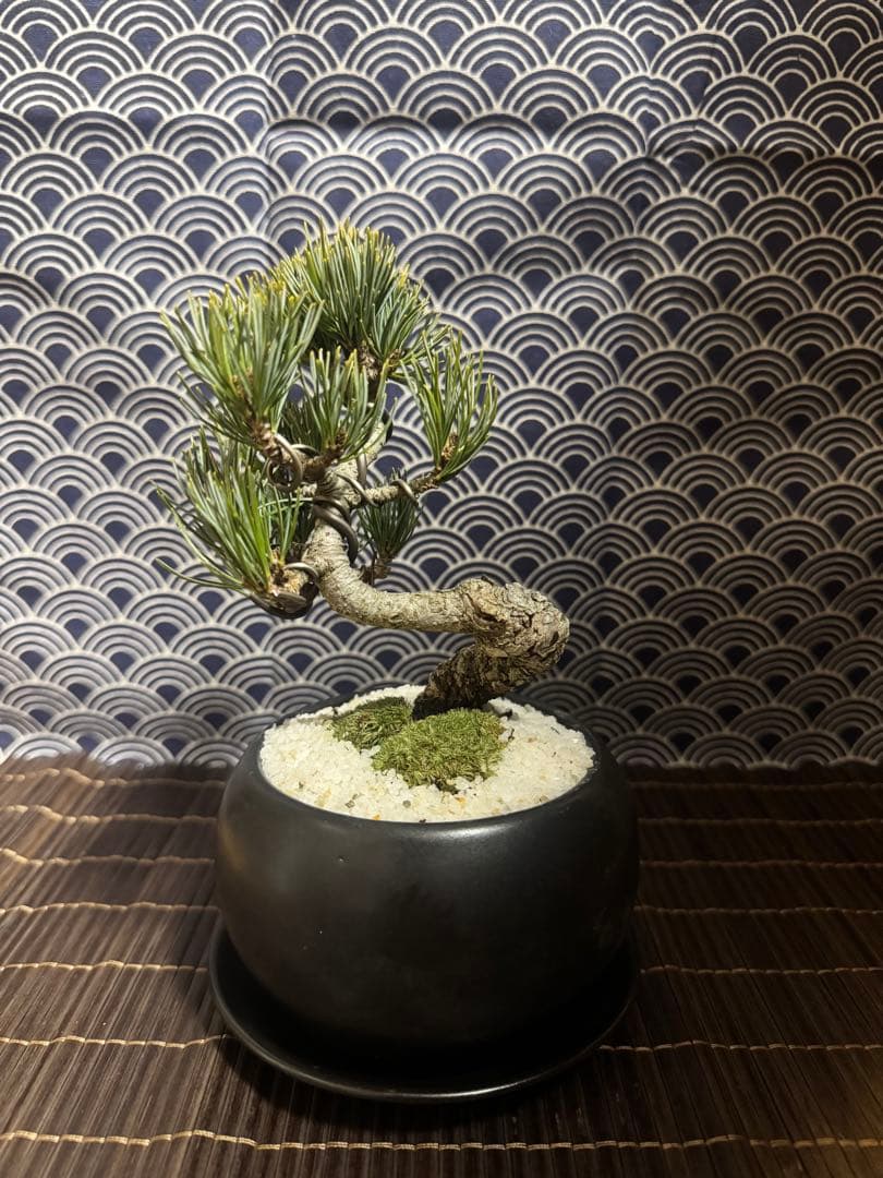 五葉松盆栽　盆栽