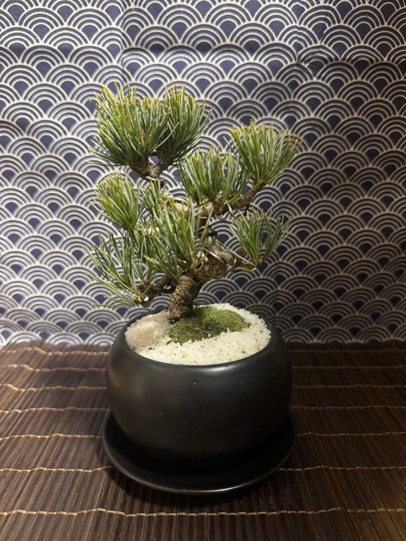 五葉松盆栽　盆栽