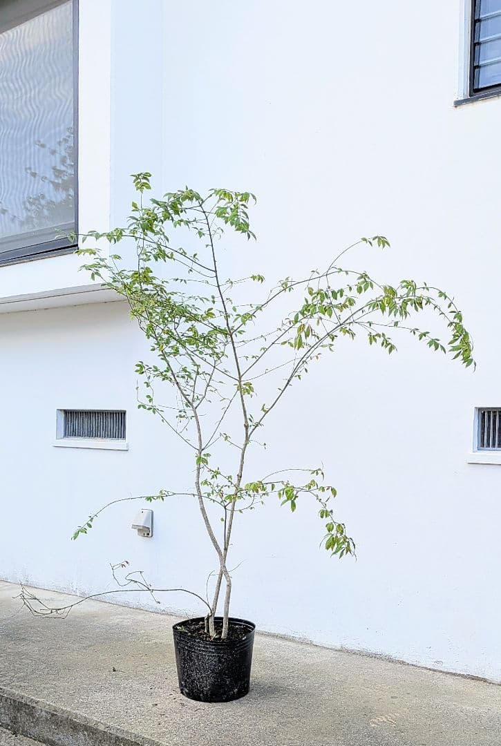 秋の足音。山採りコマユミ。