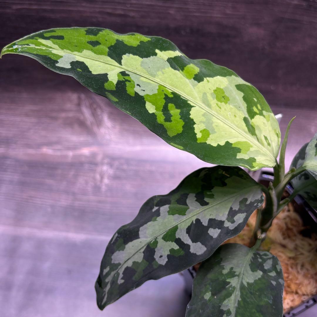 アグラオネマ ピクタム オリジナル実生株(MB-2024/ANBBG-1)