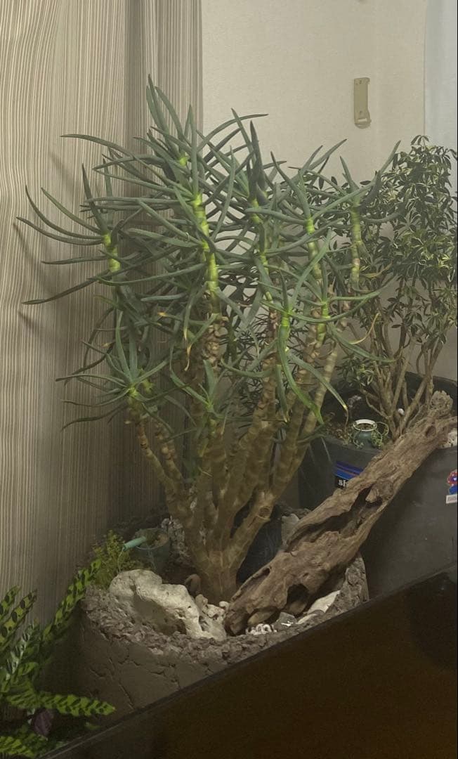 アロエラモシシマ 希少 良型 domani lava 鉢