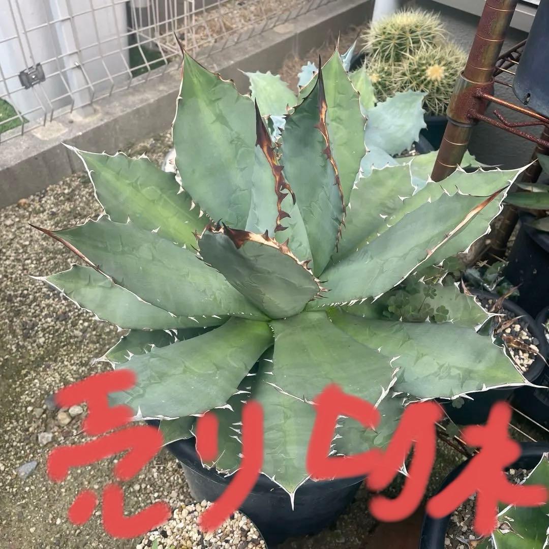 アガベ チタノタ FO-076 オテロイ 斑入り スーパー 悪魔 大株 親株