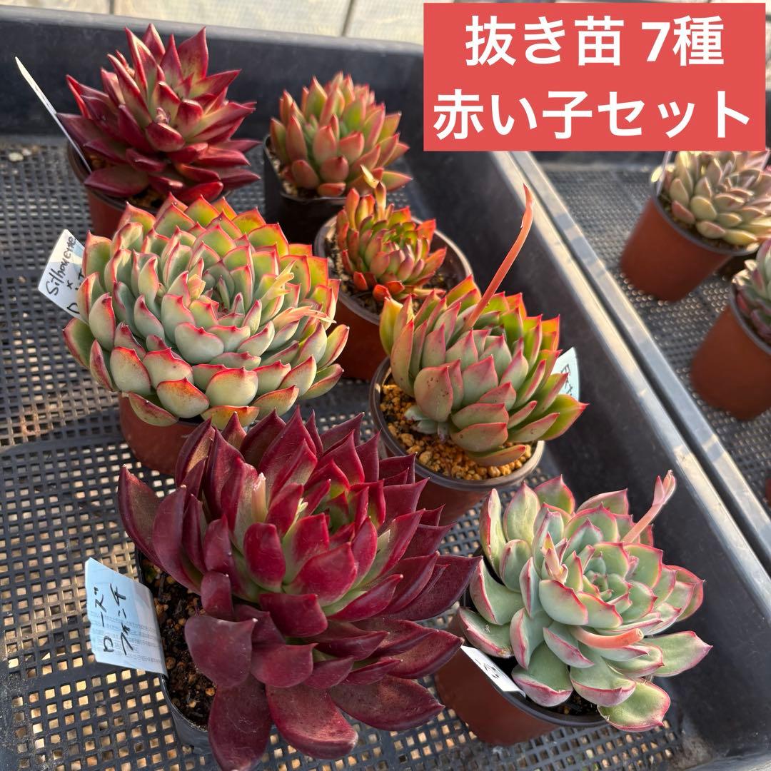 エケベリア 7種 赤い子セット 抜き苗 多肉植物