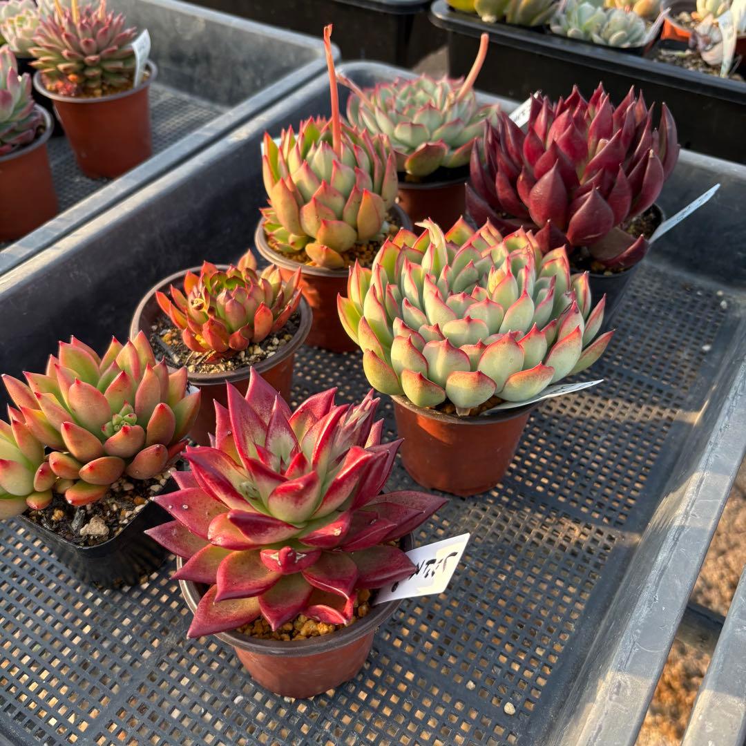 エケベリア 7種 赤い子セット 抜き苗 多肉植物